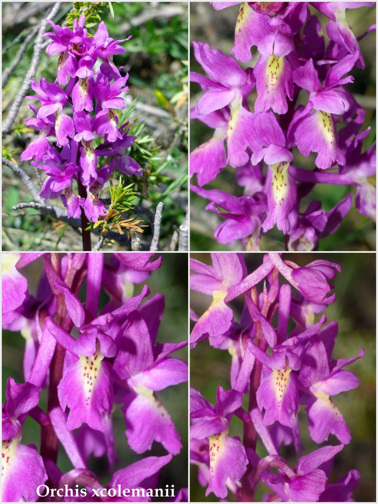 Orchis spitzelii ele altre - Passo Godi  (LAquila)  maggio e giugno 2017